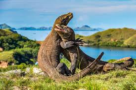 Taman Nasional Komodo